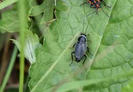 Phyllodromica (Phyllodromica) megerlei Fieber 1853的圖片