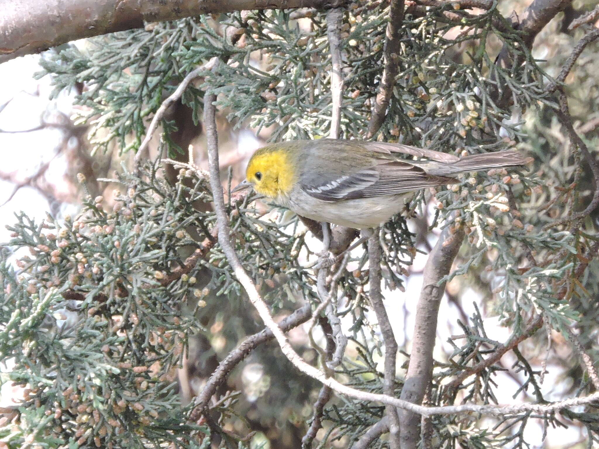 Image of Hermit Warbler