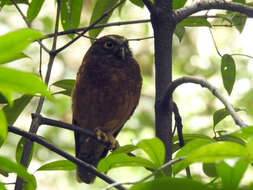 Image of Ochre-bellied Boobook