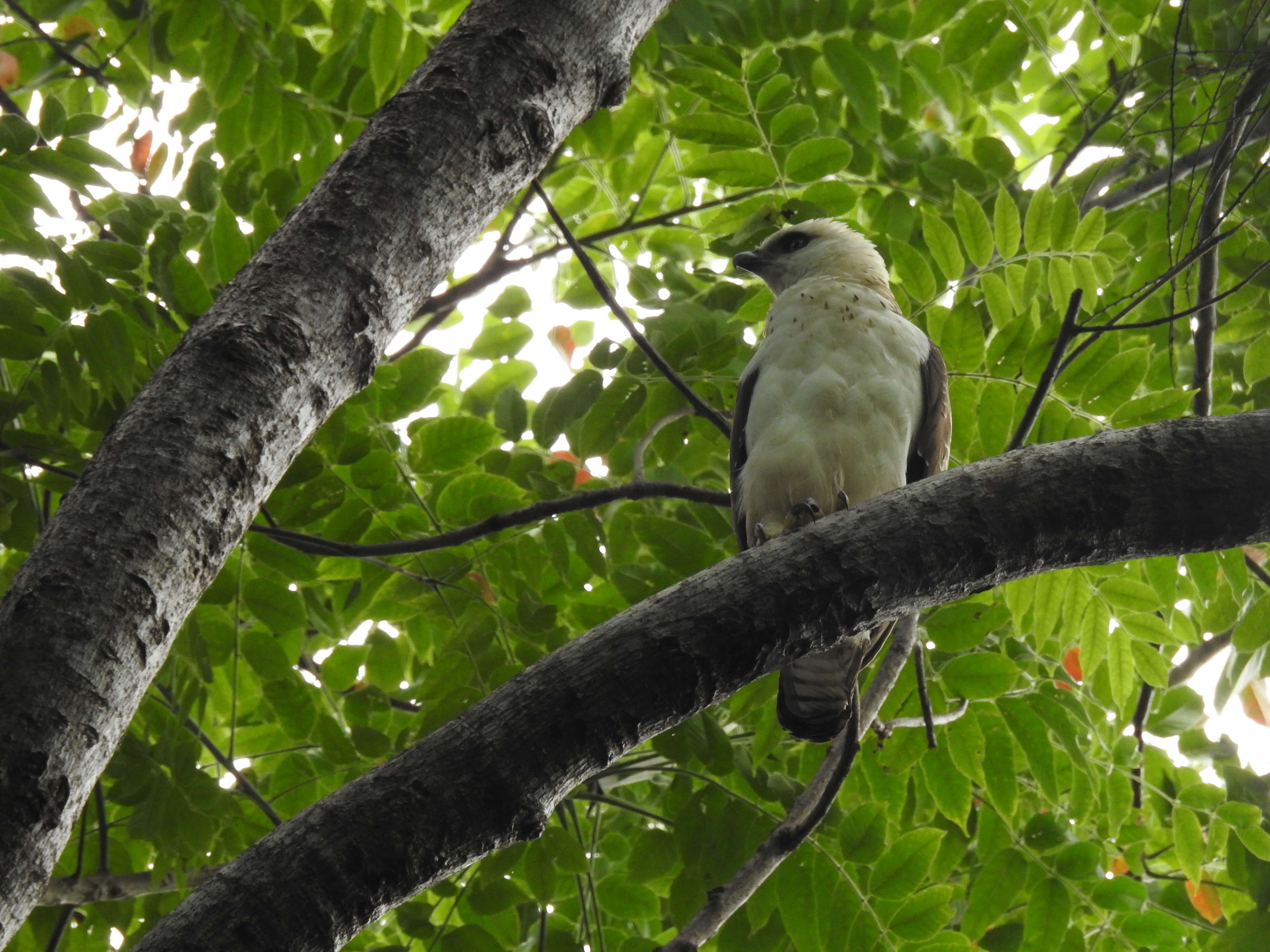 Nisaetus lanceolatus (Temminck & Schlegel 1845) resmi