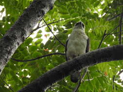 Nisaetus lanceolatus (Temminck & Schlegel 1845) resmi