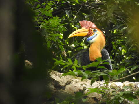 Image of Knobbed Hornbill