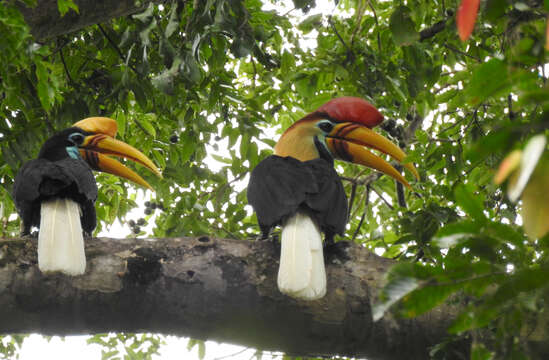 Image of Knobbed Hornbill