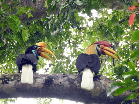 Image of Knobbed Hornbill