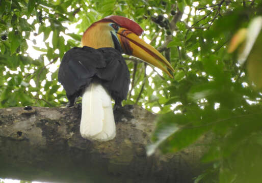 Image of Knobbed Hornbill