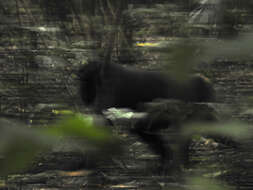 Image of Celebes crested macaque