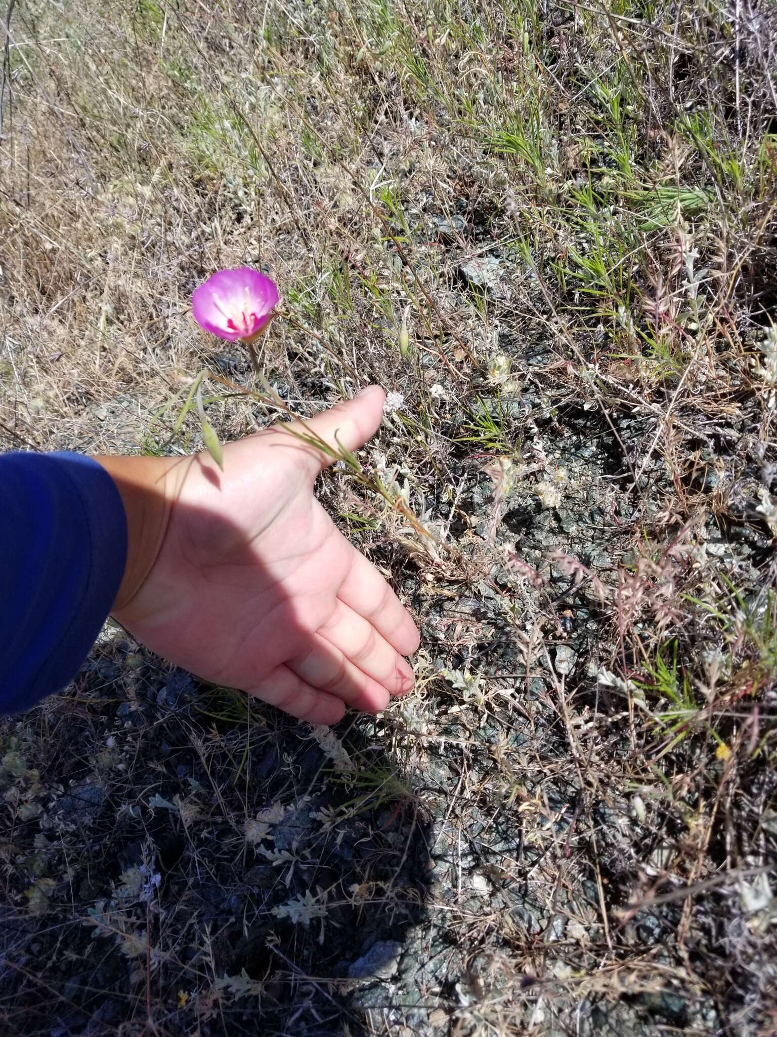 Image of Tracy's clarkia