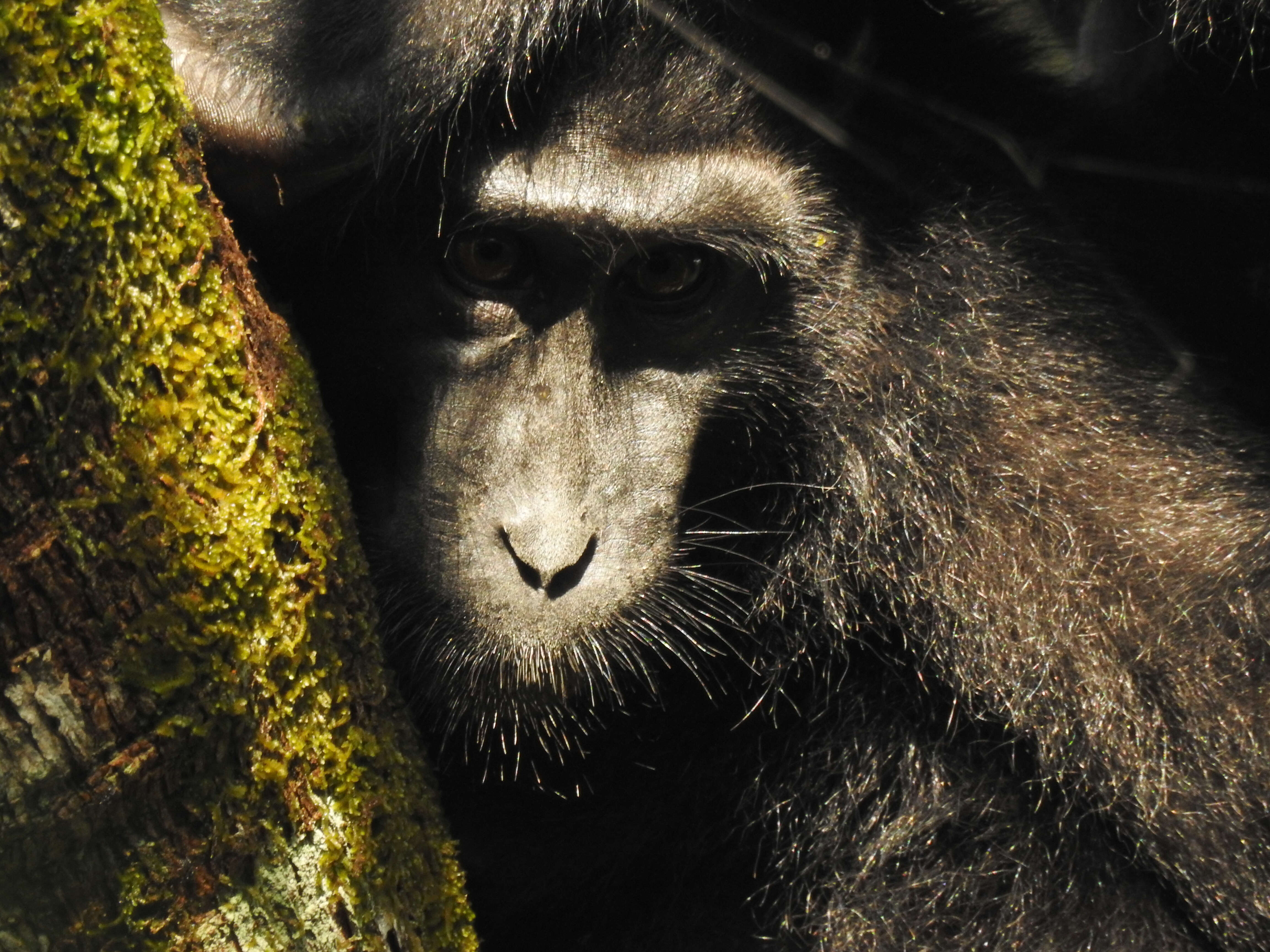 Image of Celebes crested macaque