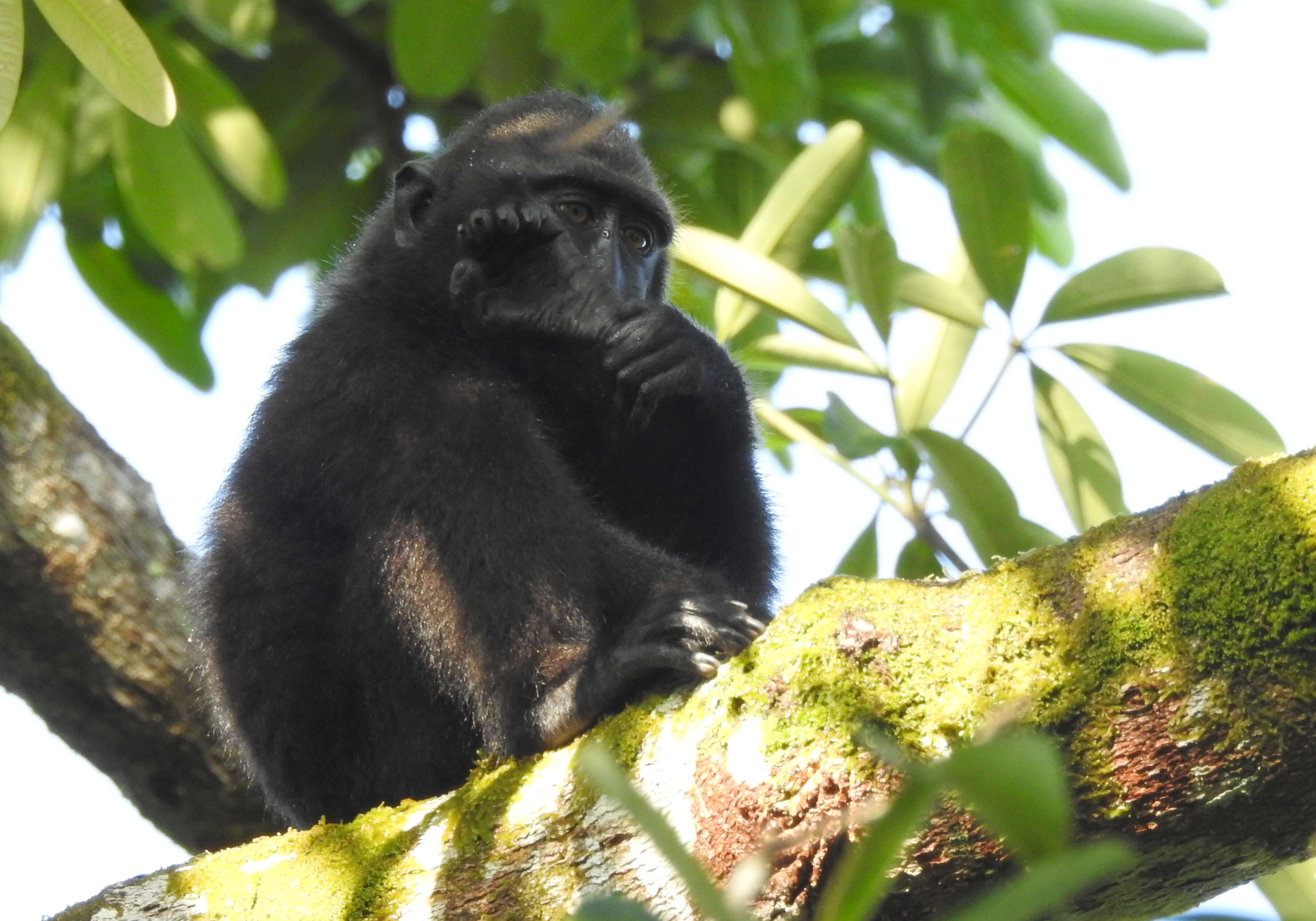 Image of Celebes crested macaque