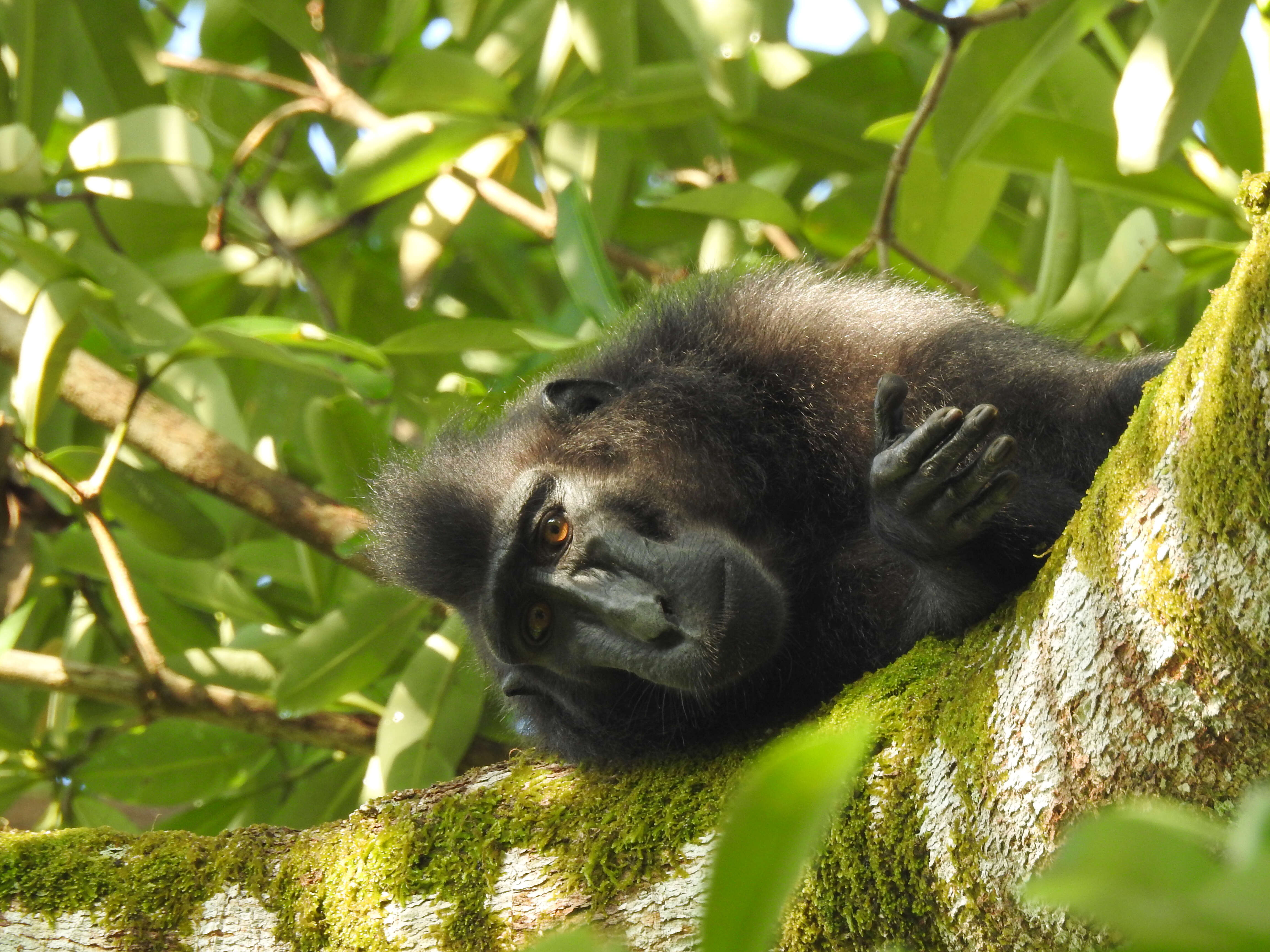 Image of Celebes crested macaque