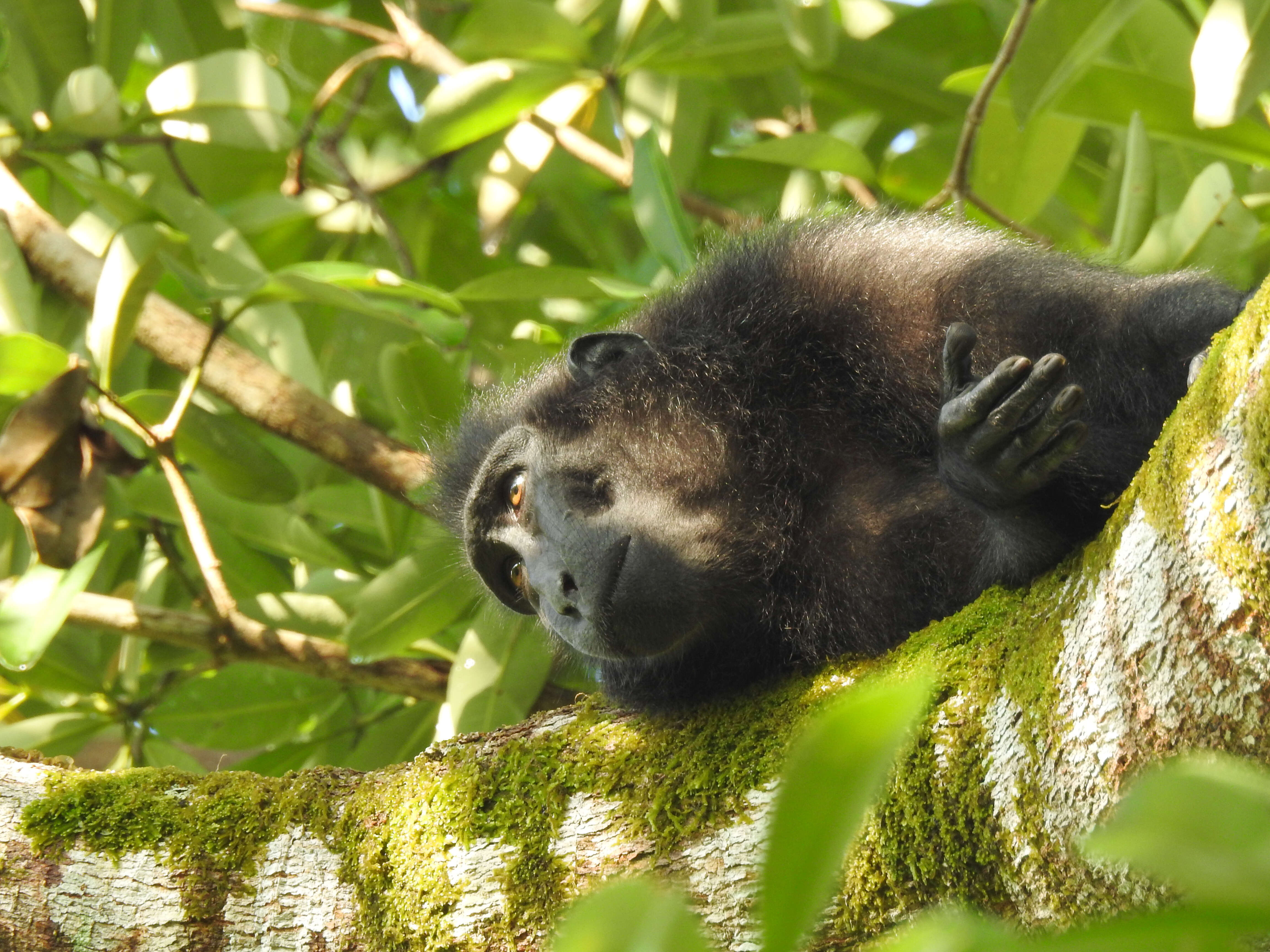 Image of Celebes crested macaque