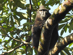 Image of Celebes crested macaque