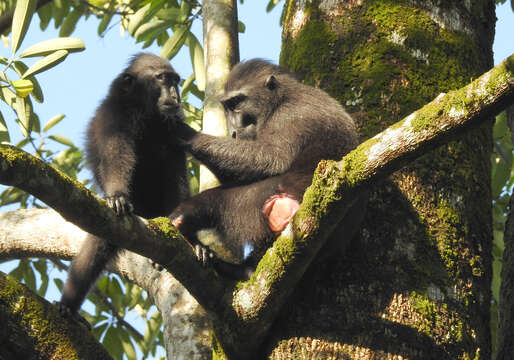 Image of Celebes crested macaque