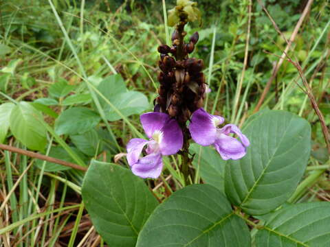 Image of Macropsychanthus hexander