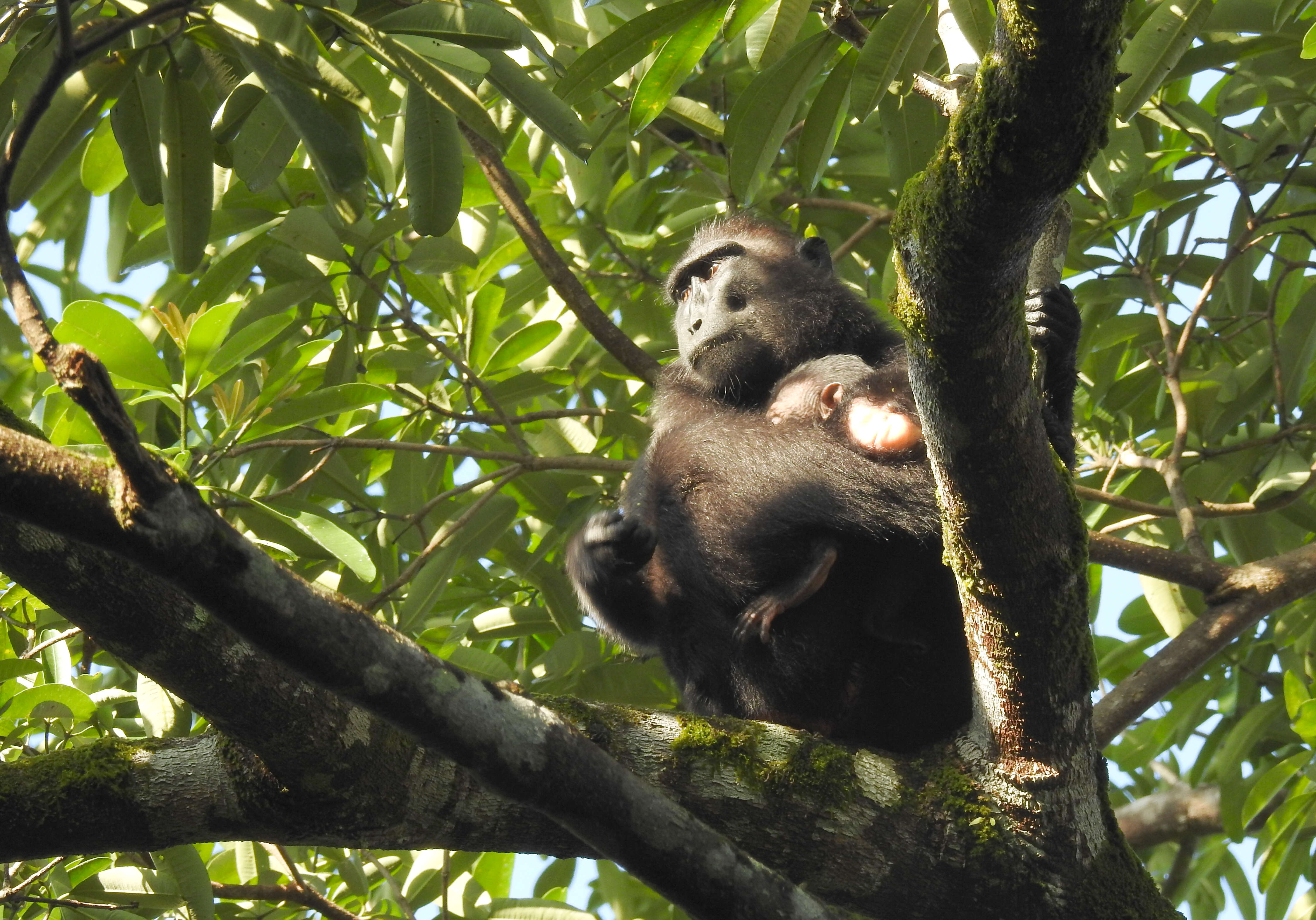 Image of Celebes crested macaque