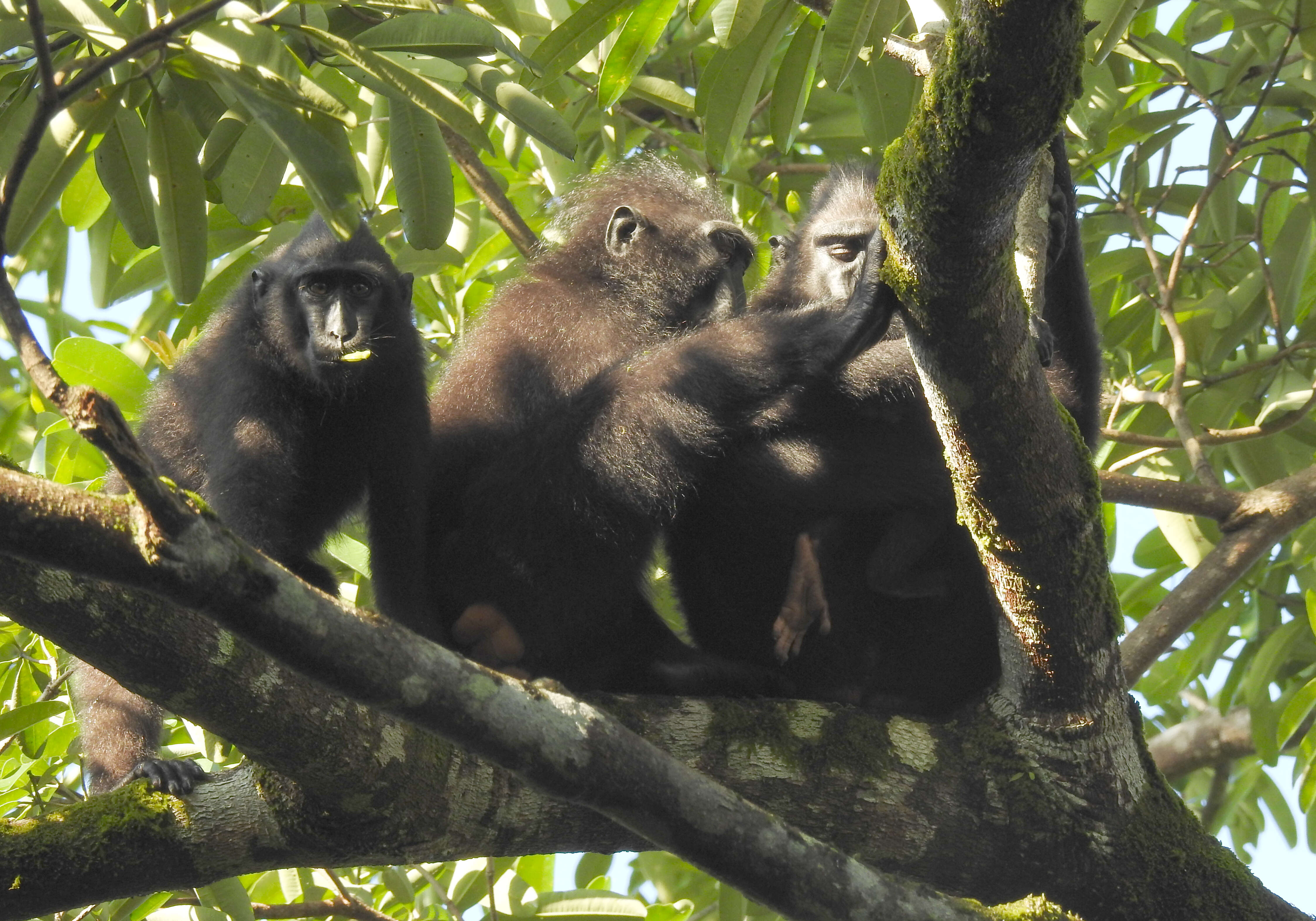 Image of Celebes crested macaque