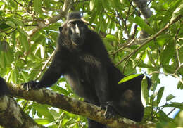 Image of Celebes crested macaque