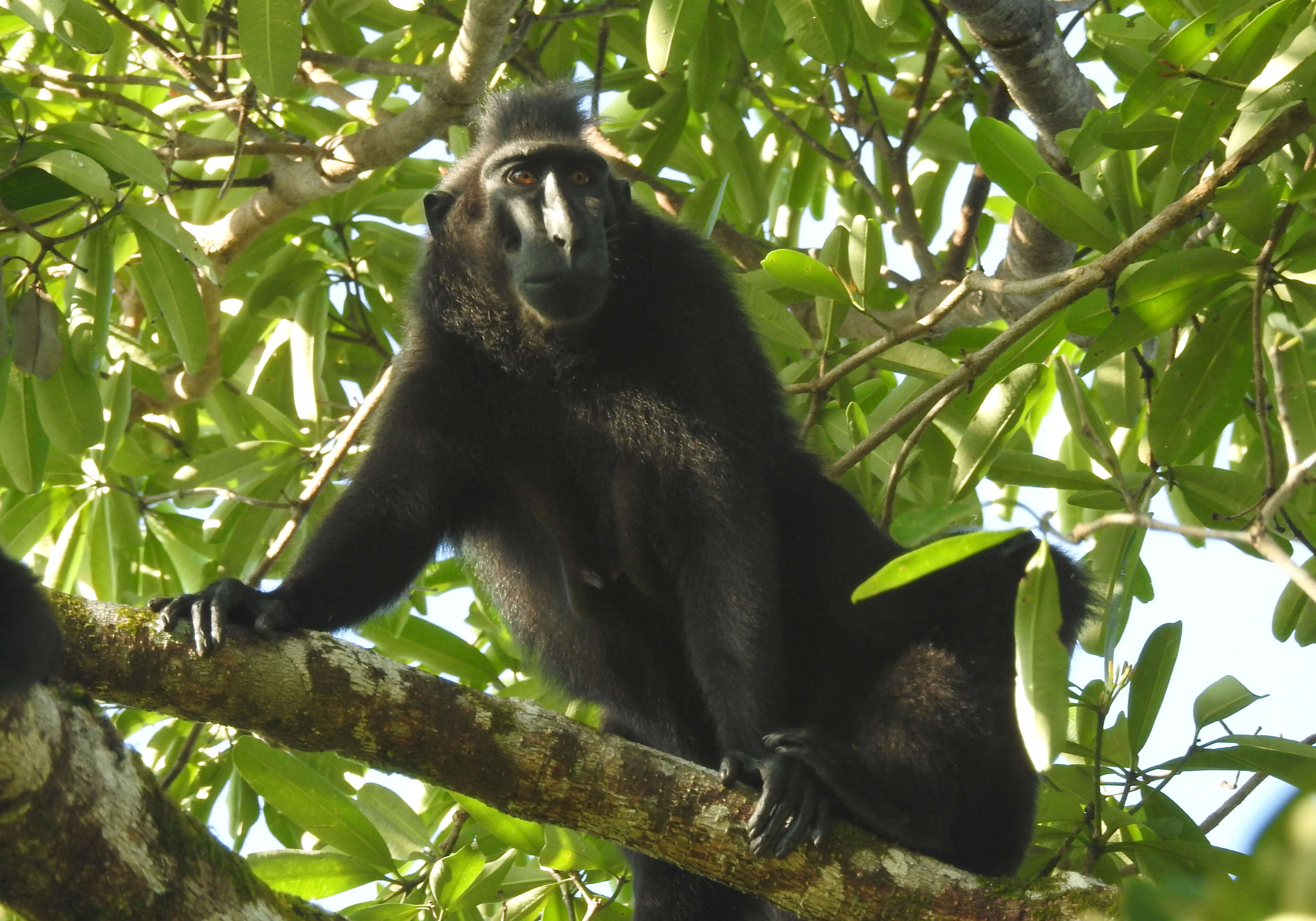 Image of Celebes crested macaque