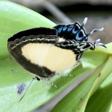 Image of Hypolycaena danis (Felder & Felder 1865)