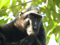 Image of Celebes crested macaque