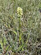 Dactylorhiza incarnata subsp. ochroleuca (Wüstnei ex Boll) P. F. Hunt & Summerh. resmi