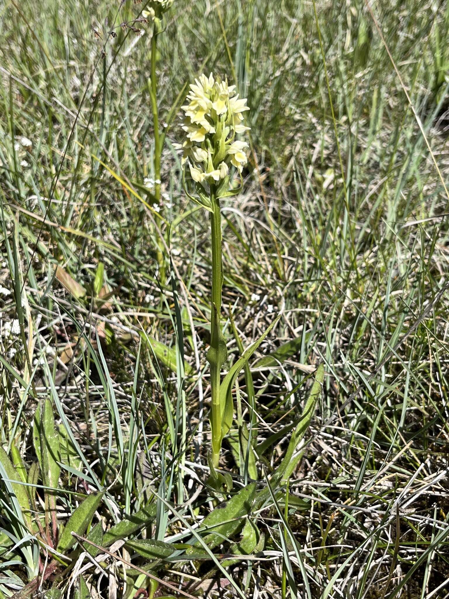 Dactylorhiza incarnata subsp. ochroleuca (Wüstnei ex Boll) P. F. Hunt & Summerh. resmi