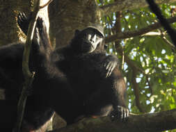 Image of Celebes crested macaque