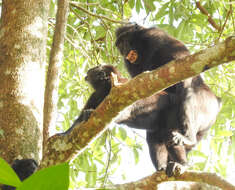 Image of Celebes crested macaque