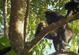 Image of Celebes crested macaque