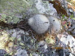 صورة Mammillaria senilis Lodd. ex Salm-Dyck