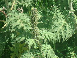 Imagem de Ambrosia arborescens Mill.