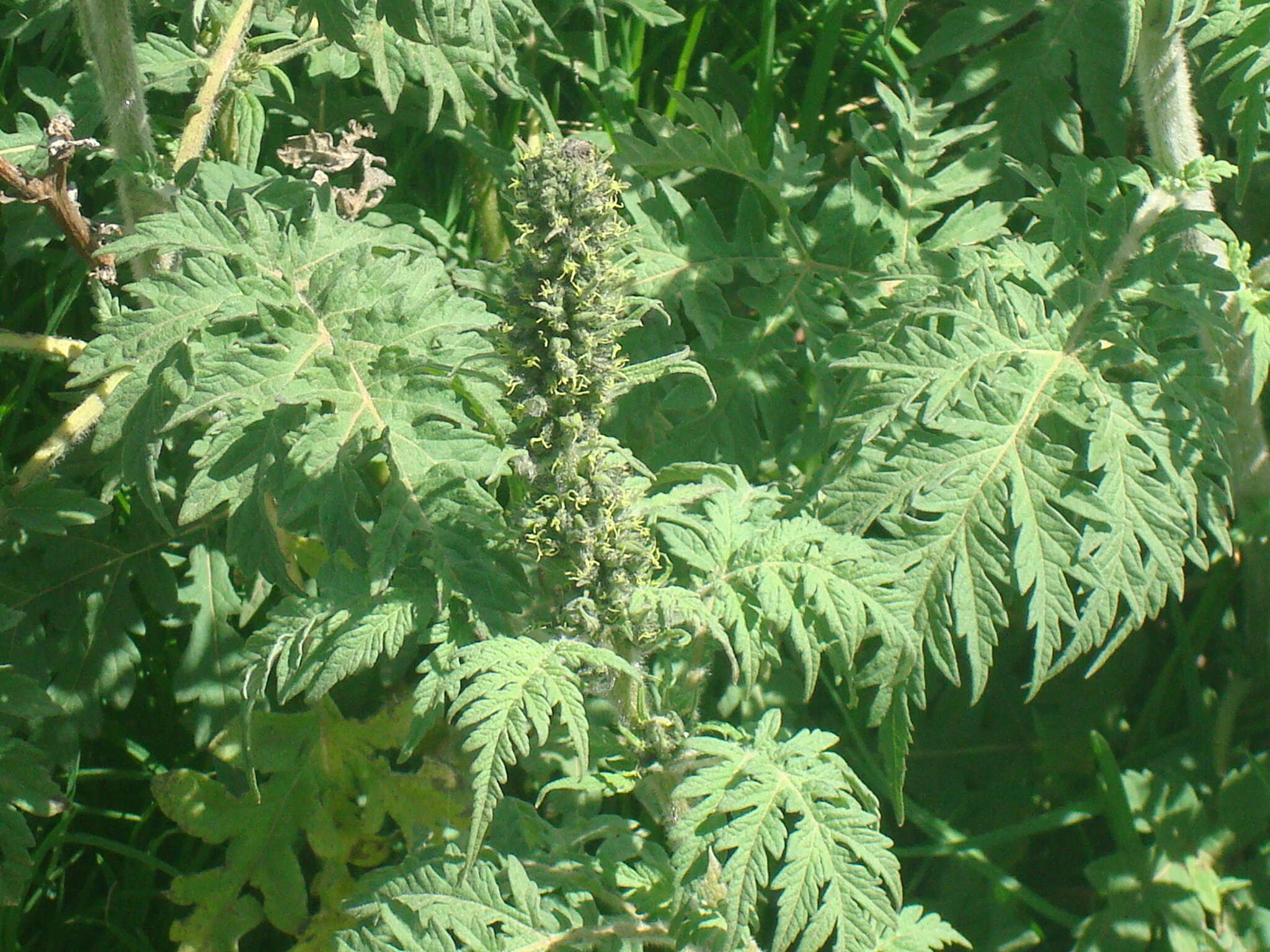 Sivun Ambrosia arborescens Mill. kuva