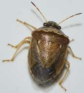 صورة Eysarcoris ventralis (Westwood 1837)