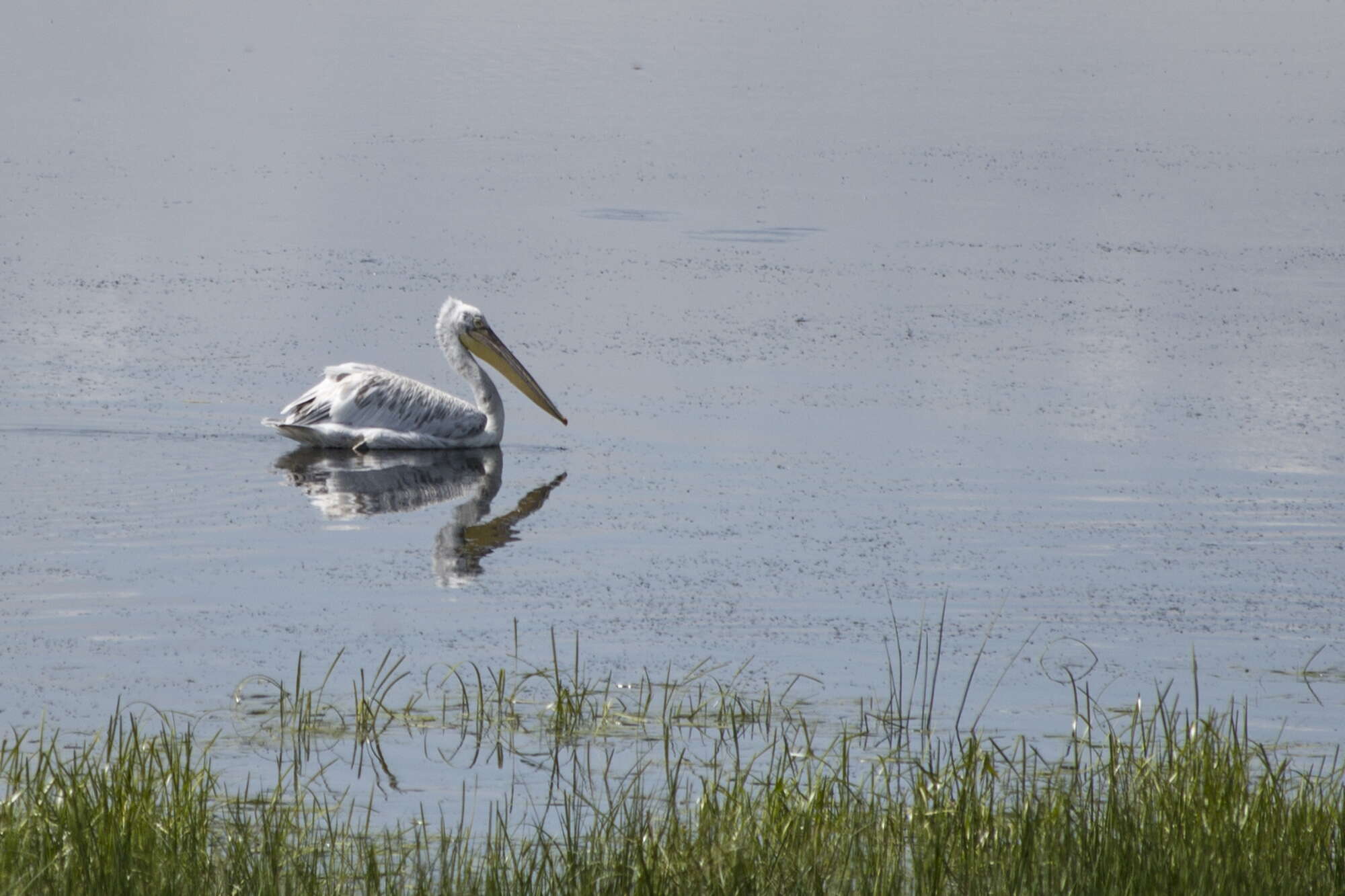 Image of Dalmatian Pelican