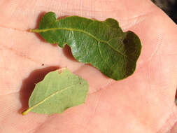 Image of Channel Island Scrub Oak