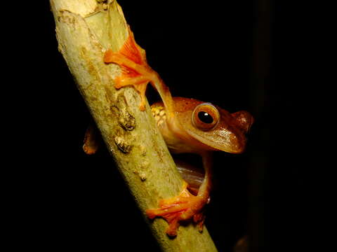 Image of Harlequin Tree Frog