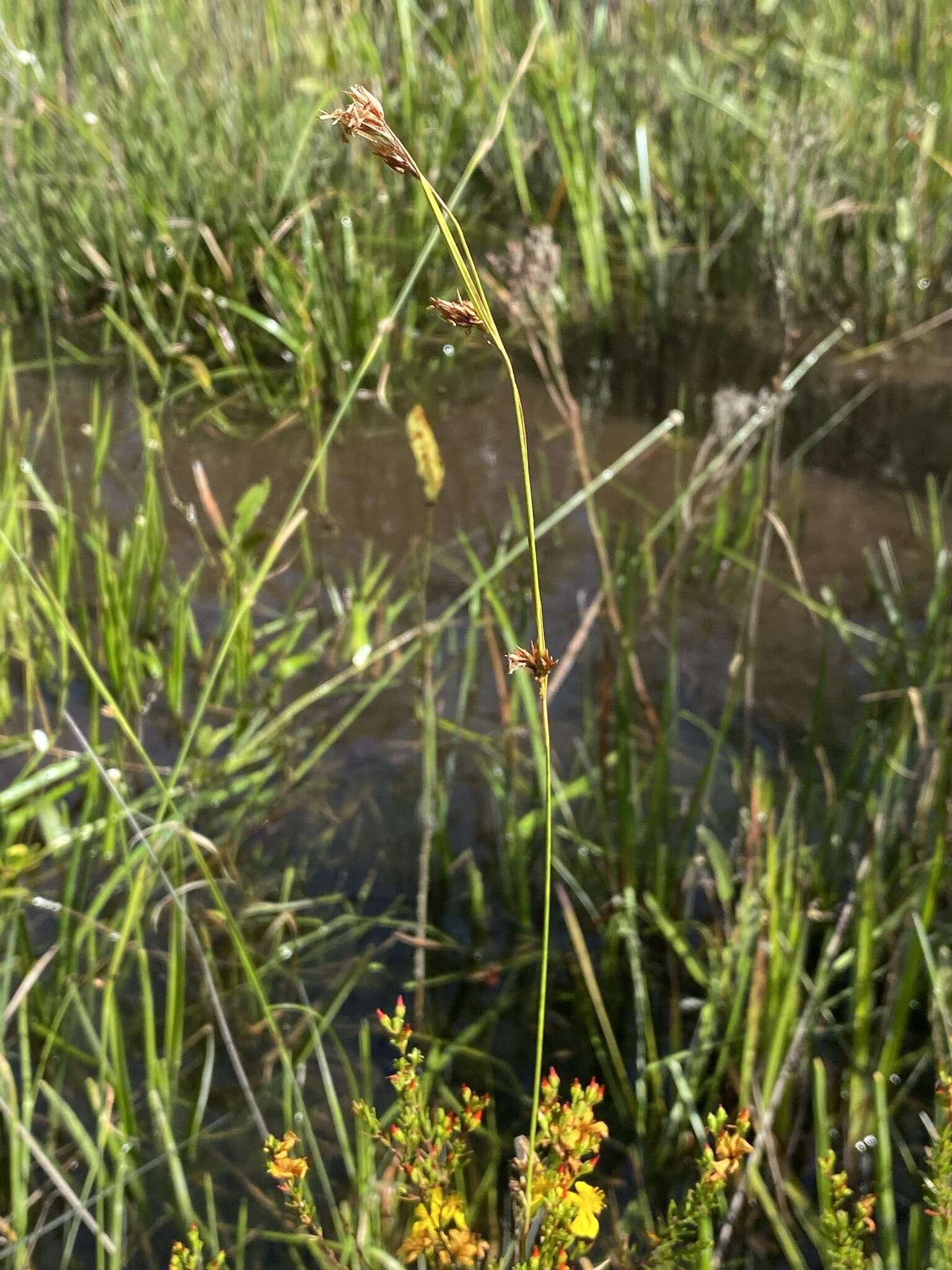 Image of Mosquito Bead Sedge