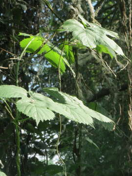 Image of common hop