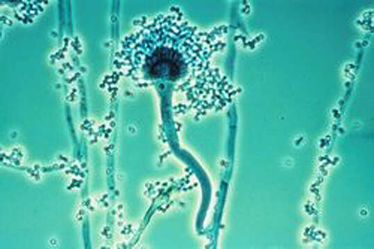 Image of Aspergillus fumigatus Fresen. 1863