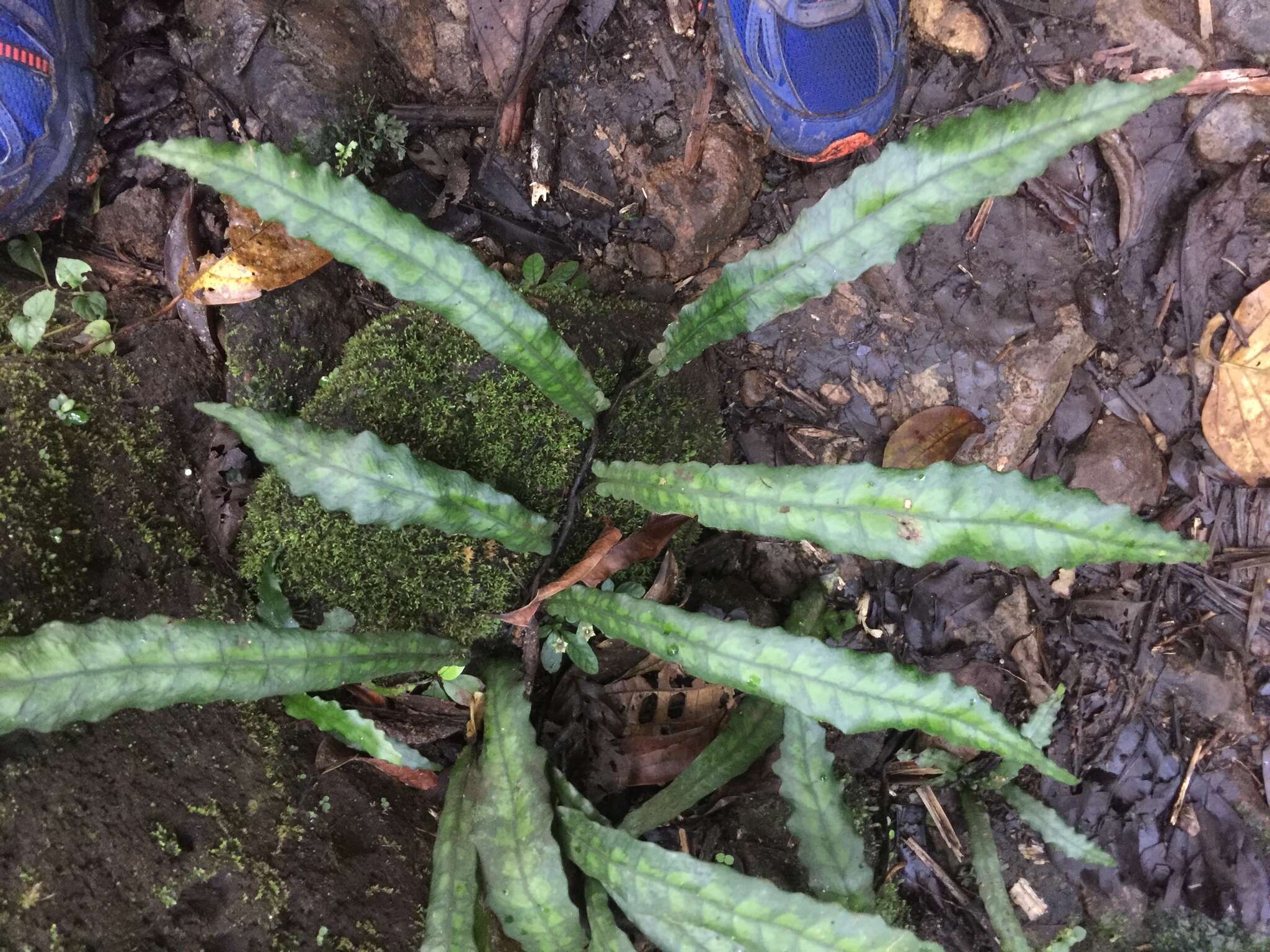 Image of Bolbitis sinuosa (Fée) Copel.