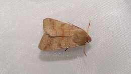 Agrochola helvola Linnaeus 1758的圖片