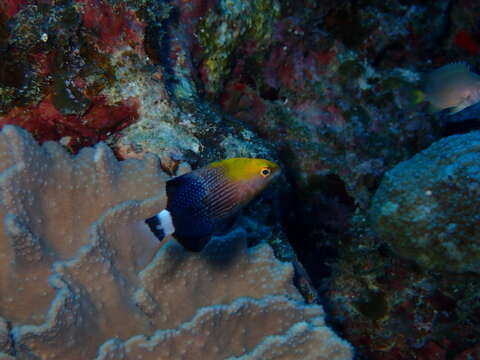 Bodianus loxozonus (Snyder 1908) resmi