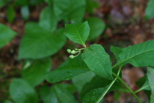 Image of poke milkweed