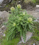 Image of Spiniest Thistle