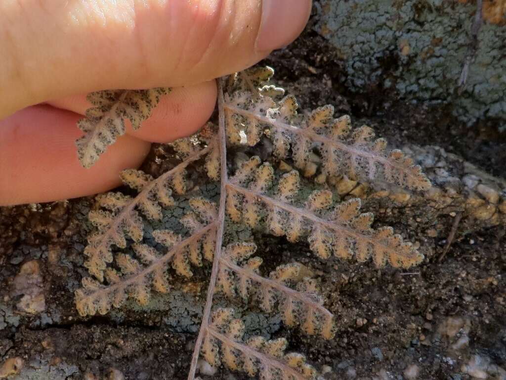 Image of Newberry's lipfern