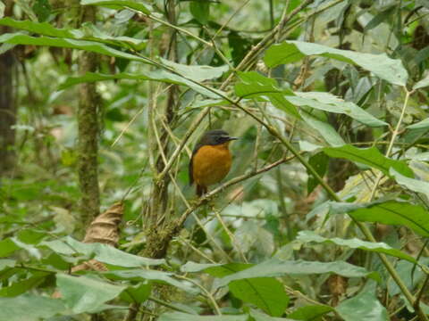 Image of Mountain Robin-Chat