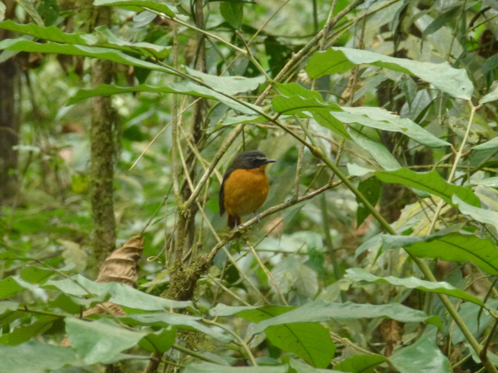 Image of Mountain Robin-Chat