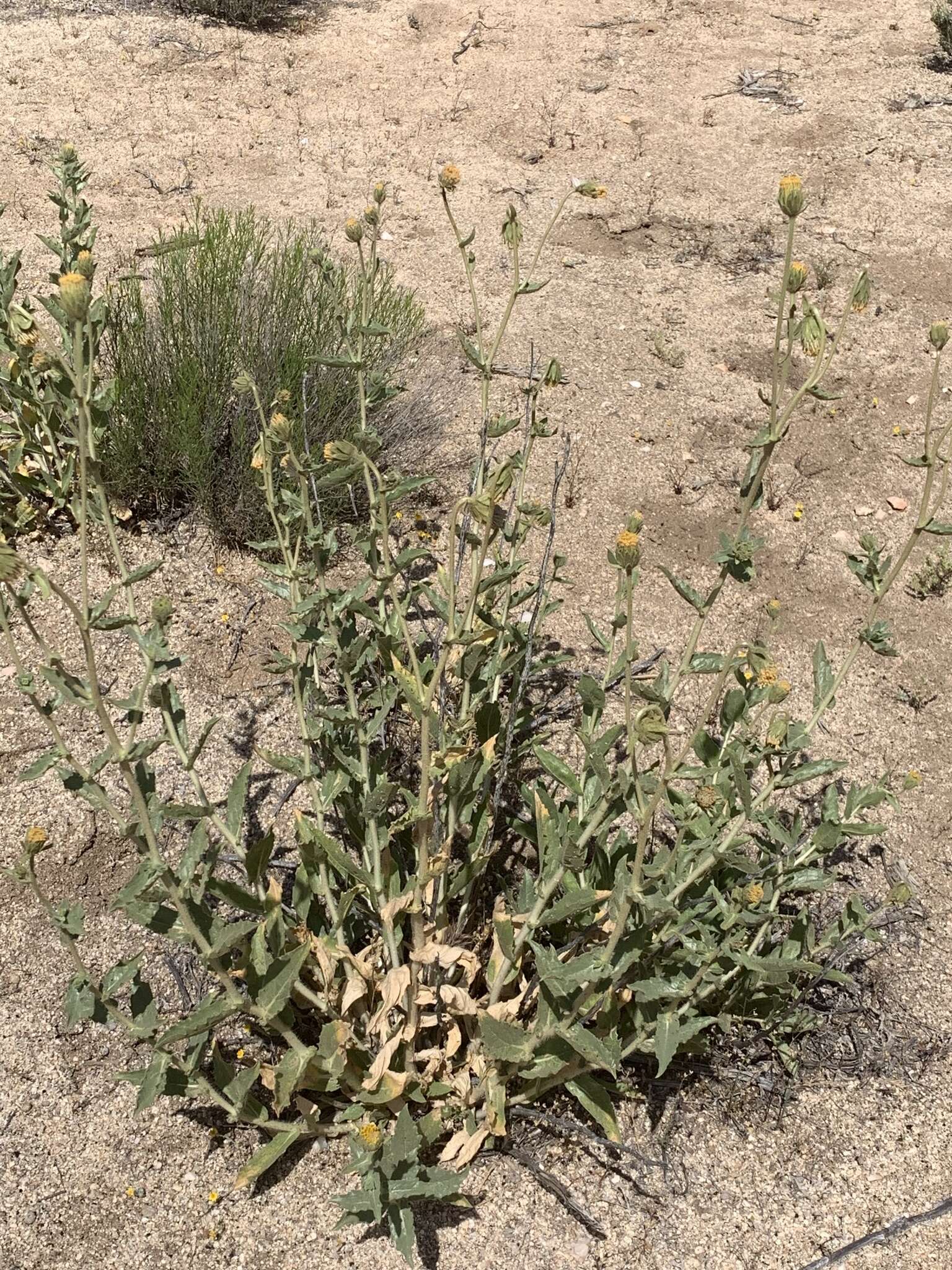 Plancia ëd Geraea viscida (A. Gray) Blake