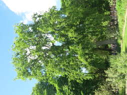 Image of Caucasian zelkova