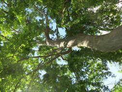 Image of Caucasian zelkova